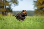 rennender English Cocker Spaniel