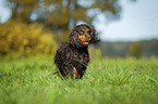 rennender English Cocker Spaniel