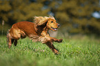 rennender English Cocker Spaniel