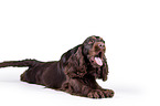 liegender English Cocker Spaniel