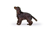 stehender English Cocker Spaniel