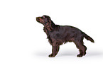 stehender English Cocker Spaniel