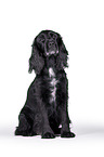 sitzender English Cocker Spaniel