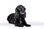 liegender English Cocker Spaniel