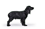 stehender English Cocker Spaniel