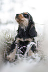 English Cocker Spaniel Welpe