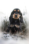 English Cocker Spaniel Welpe