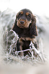 English Cocker Spaniel Welpe