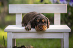 English Cocker Spaniel Welpe auf Holzbank