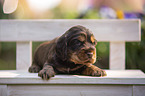 English Cocker Spaniel Welpe auf Holzbank