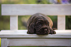 English Cocker Spaniel Welpe auf Holzbank