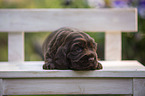 English Cocker Spaniel Welpe auf Holzbank