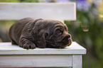 English Cocker Spaniel Welpe auf Holzbank