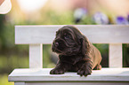 English Cocker Spaniel Welpe auf Holzbank