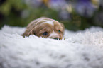 English Cocker Spaniel Welpe auf Schafsfell