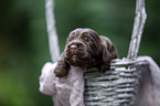 English Cocker Spaniel Welpe im Krbchen