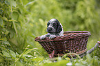 English Cocker Spaniel Welpe im Krbchen