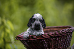 English Cocker Spaniel Welpe im Krbchen