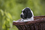 English Cocker Spaniel Welpe im Krbchen