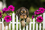 English Cocker Spaniel Welpe am Zaun