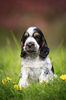 sitzender English Cocker Spaniel Welpe