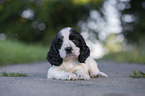 6 Wochen alter English Cocker Spaniel Welpe