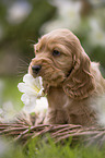 English Cocker Spaniel Welpe im Krbchen