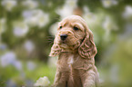 English Cocker Spaniel Welpe Portrait