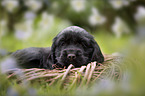 English Cocker Spaniel Welpe im Krbchen