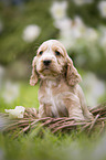 English Cocker Spaniel Welpe im Krbchen