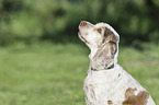 English Cocker Spaniel Portrait