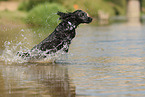 schwarzer English Cocker Spaniel