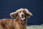 roter English Cocker Spaniel