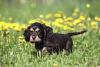 English Cocker Spaniel Welpe