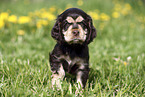 English Cocker Spaniel Welpe