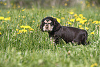 English Cocker Spaniel Welpe