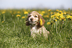 English Cocker Spaniel Welpe