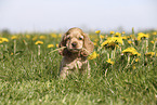 English Cocker Spaniel Welpe