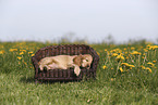 English Cocker Spaniel Welpe