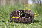 English Cocker Spaniel Welpe