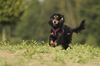 English Cocker Spaniel