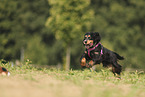 English Cocker Spaniel