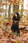 English Cocker Spaniel