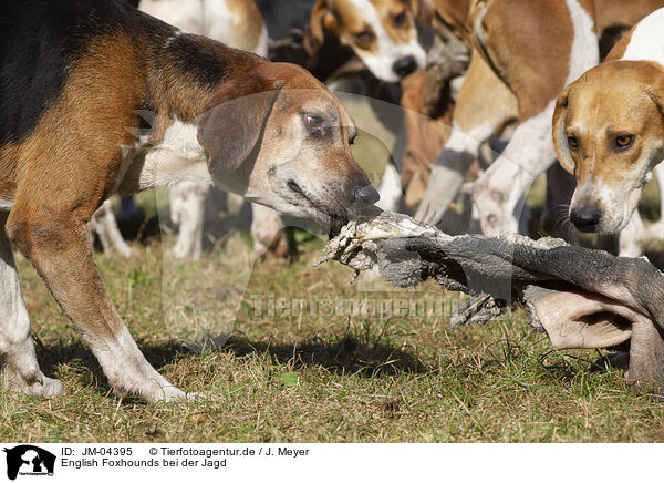 English Foxhounds bei der Jagd / JM-04395