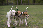 English Foxhounds