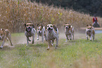 rennender English Foxhounds