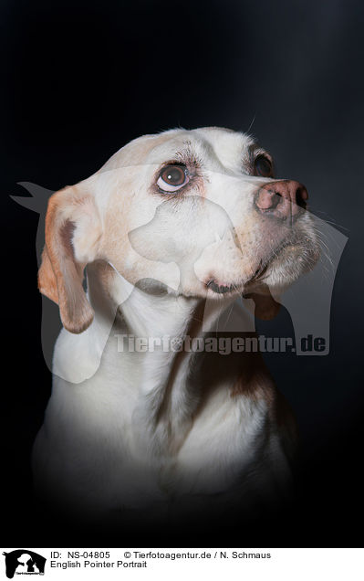 English Pointer Portrait / English Pointer Portrait / NS-04805