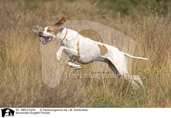 rennender English Pointer / running English Pointer / MIS-01254