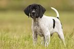 English Pointer Welpe