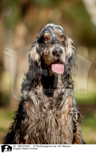 English Setter Portrait / English Setter Portrait / MW-03920